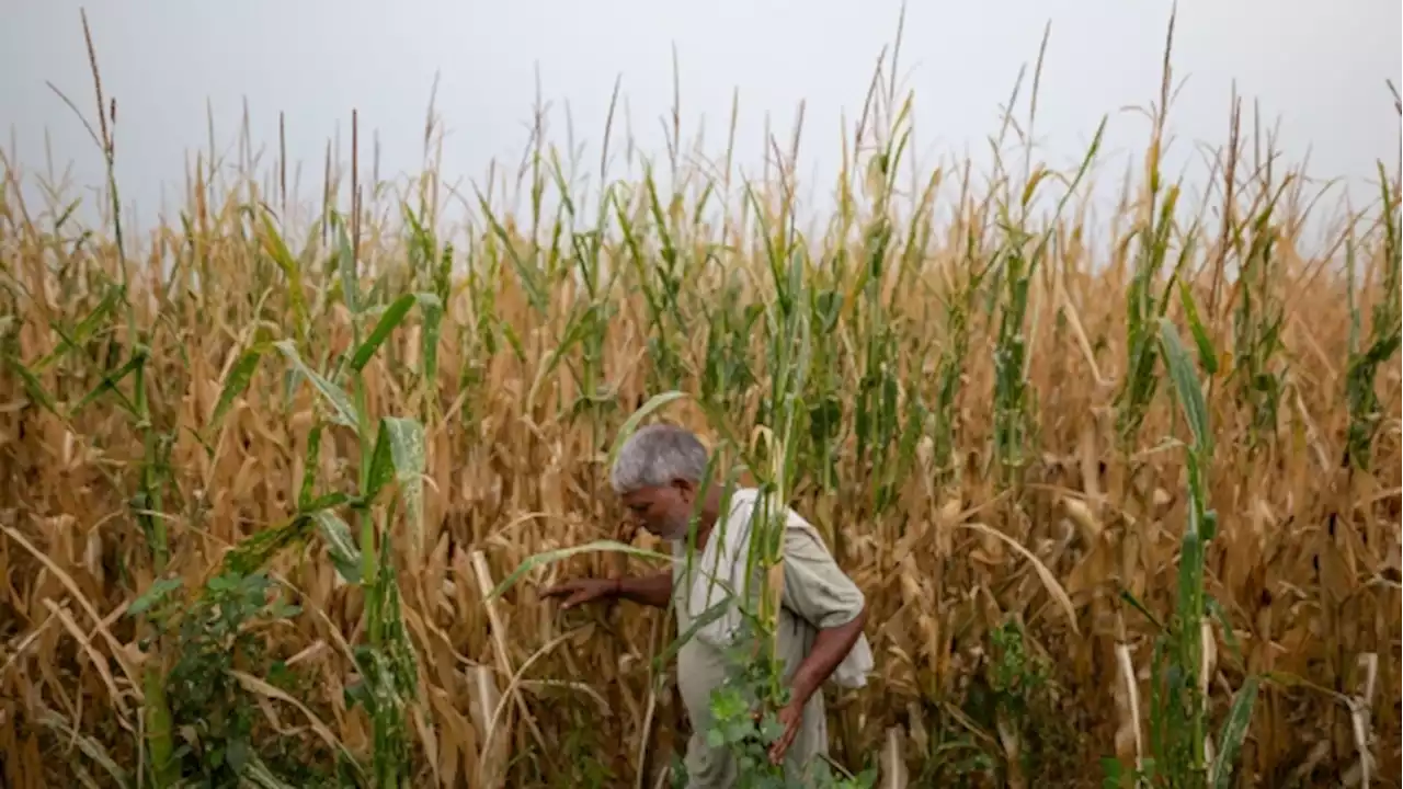 Top India Economic Adviser Plays Down Impact of Weaker Monsoon