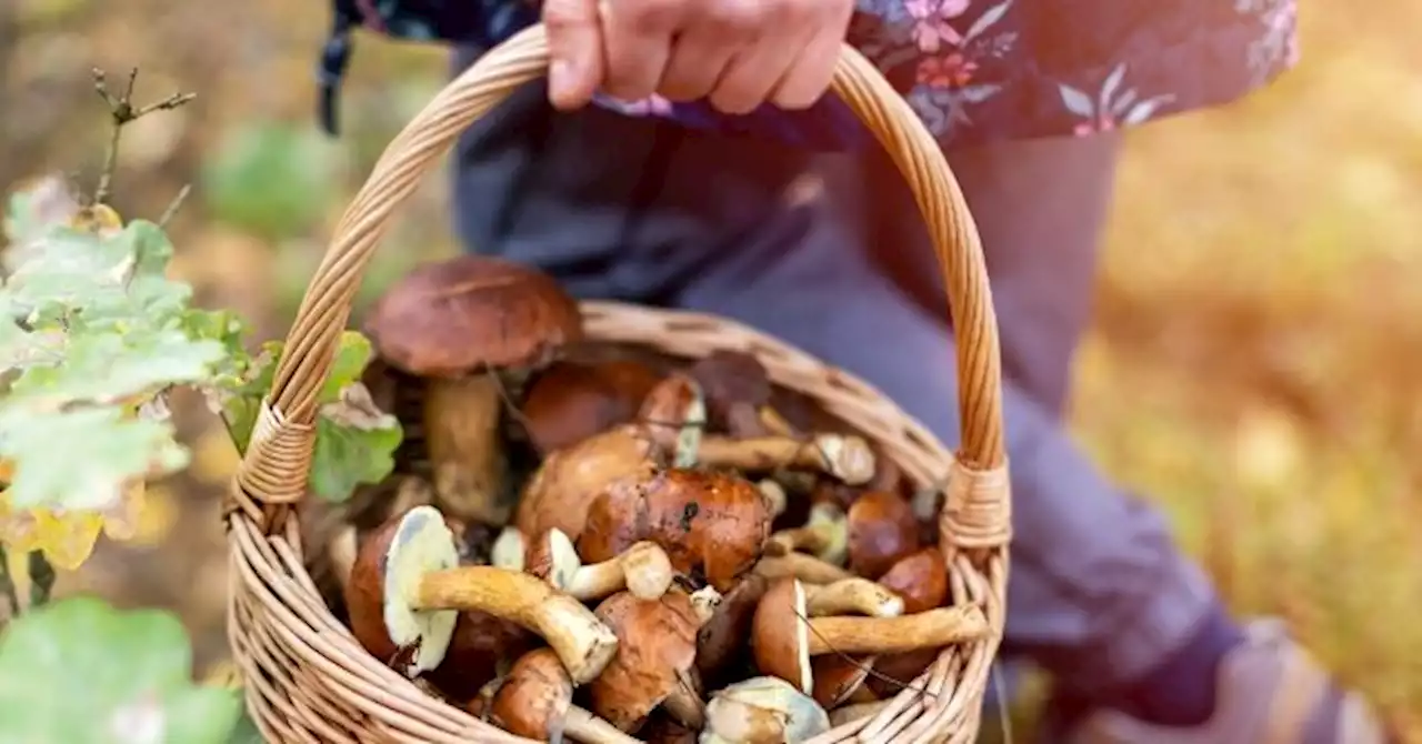 Amazon Is Filled with Bogus AI-Generated Mushroom Foraging Books that Could Cause Poisoning Deaths