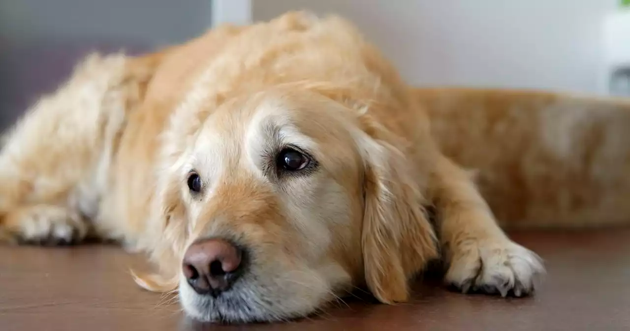 Hunde-Tipp geht viral: Mann gibt wertvollen Gedankenanstoß zu Frust über den eigenen Hund