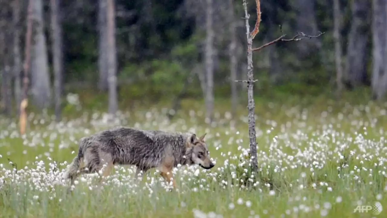 EU chief warns wolf packs 'real danger' in Europe