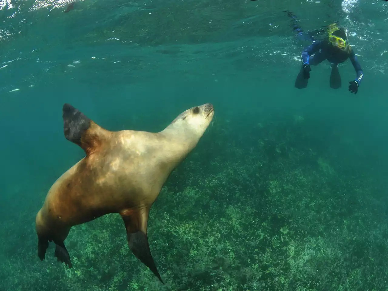 Gripe aviar: en Puerto Madryn aseguran que no hay riesgos para sus animales 'estrella'