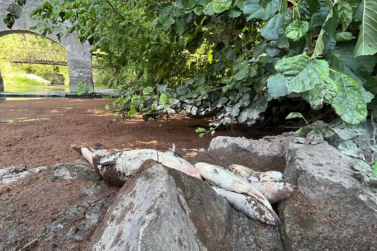 La sécheresse en cause après la mort de 'nombreux poissons' dans une rivière près de Dijon