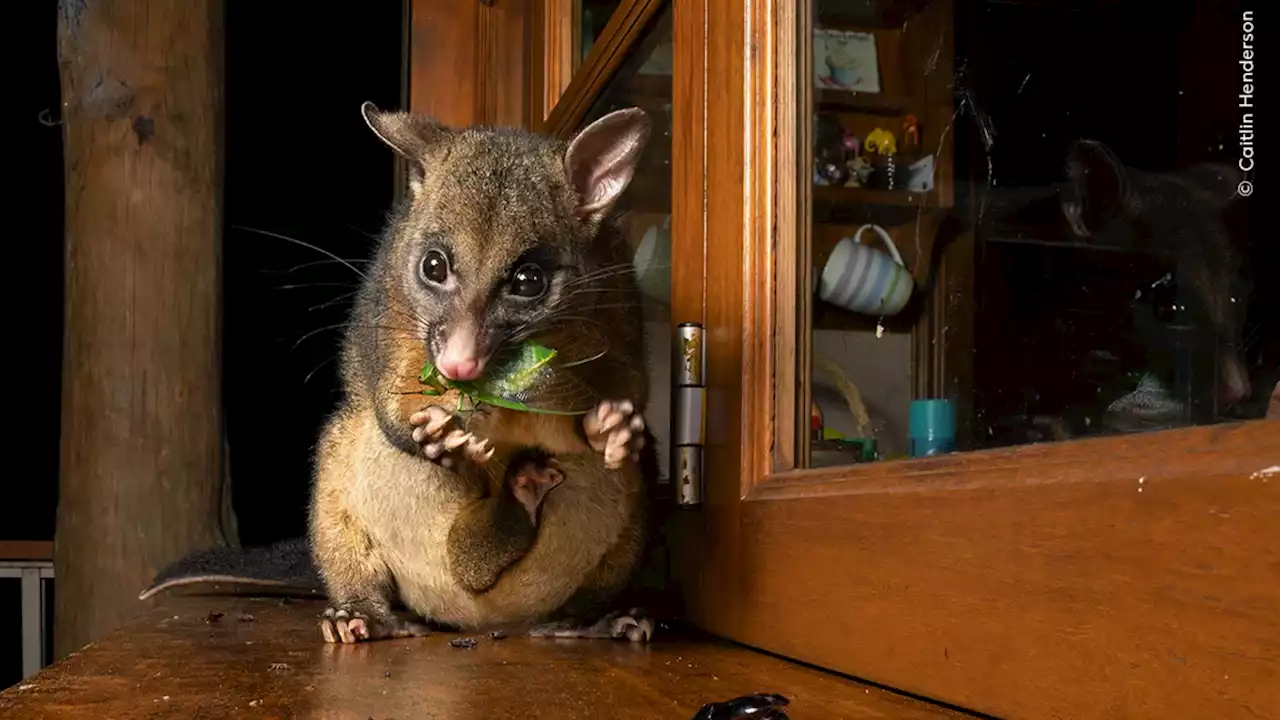 Feast Your Eyes on a Selection of the Year’s Most Breathtaking Wildlife Photos