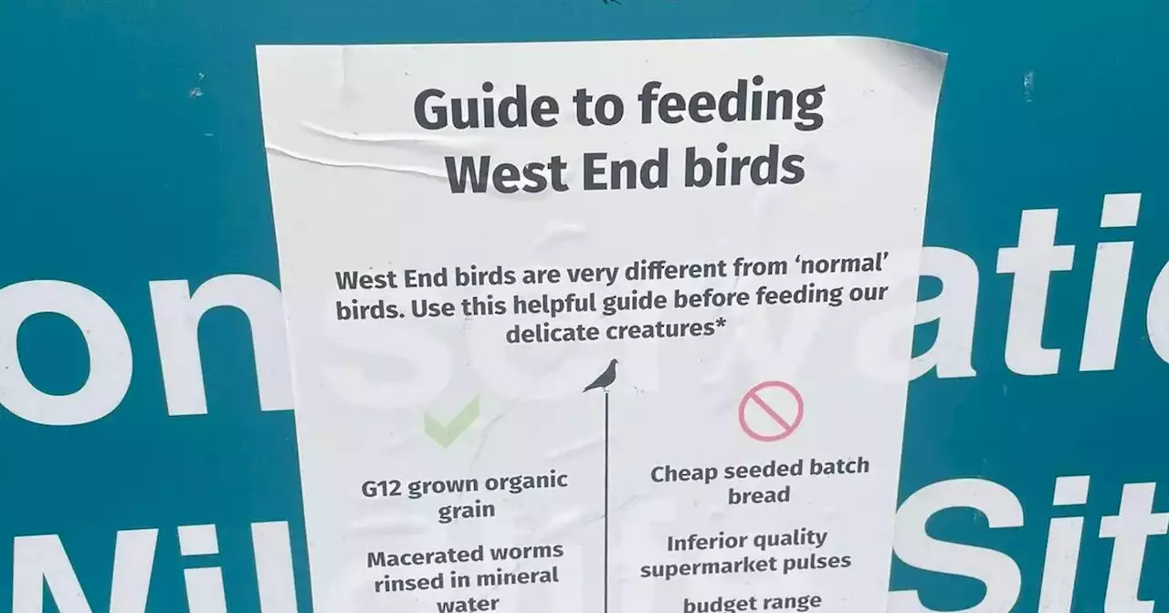 'Picky Kelvingrove ducks need Waitrose' in 'gold' guide to feeding west end birds