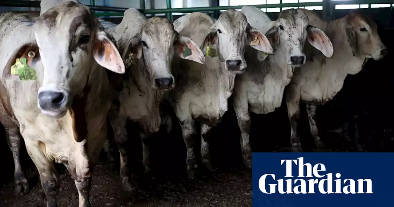 Australia remains free of lumpy skin disease despite Indonesia blocking cattle imports, officials say