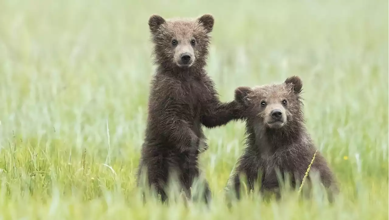 Orsa Amarena, il direttore del Parco d'Abruzzo Sammarone: 'I cuccioli si dimostrano indipendenti, non vogliamo tenerli in cattività'