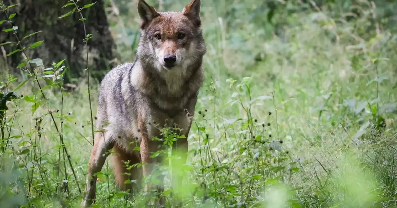 Lemkes Vorstoß zum Wolfsabschuss ist berechtigt