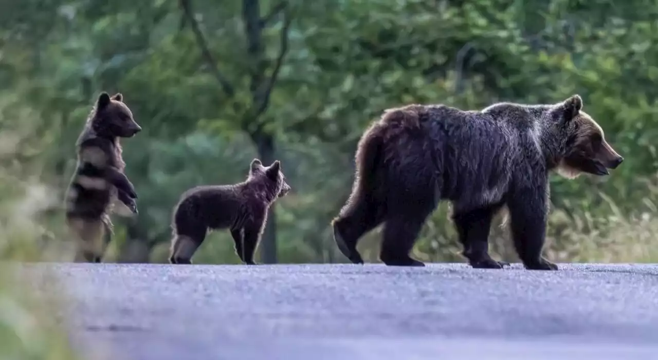 Orsa Amarena uccisa, ricerche continue dei cuccioli. «Trappole con i polli». E nella zona è boom di curiosi