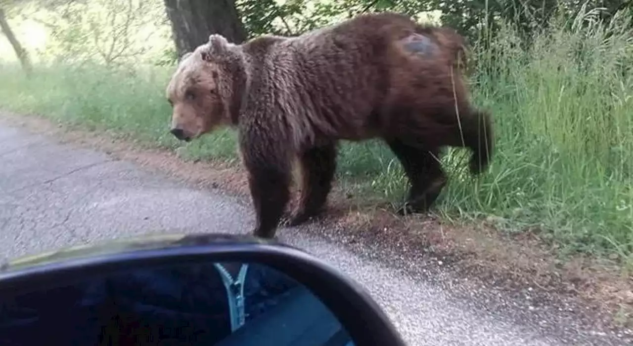 Orsa entra in albergo e divora la torta, poi si riposa in una villa: incursioni a Scanno di “Gemma”, la più anziana del Parco