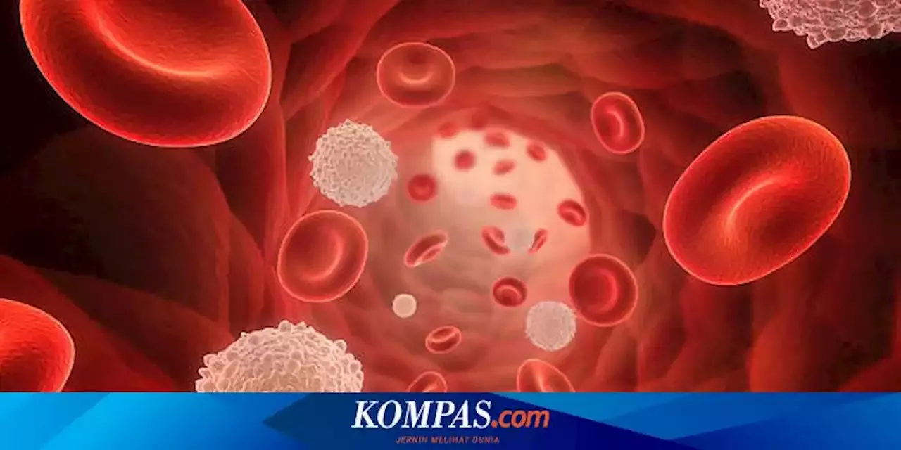 Mengenal Perbedaan Fungsi Sel Darah Merah Dan Darah Putih