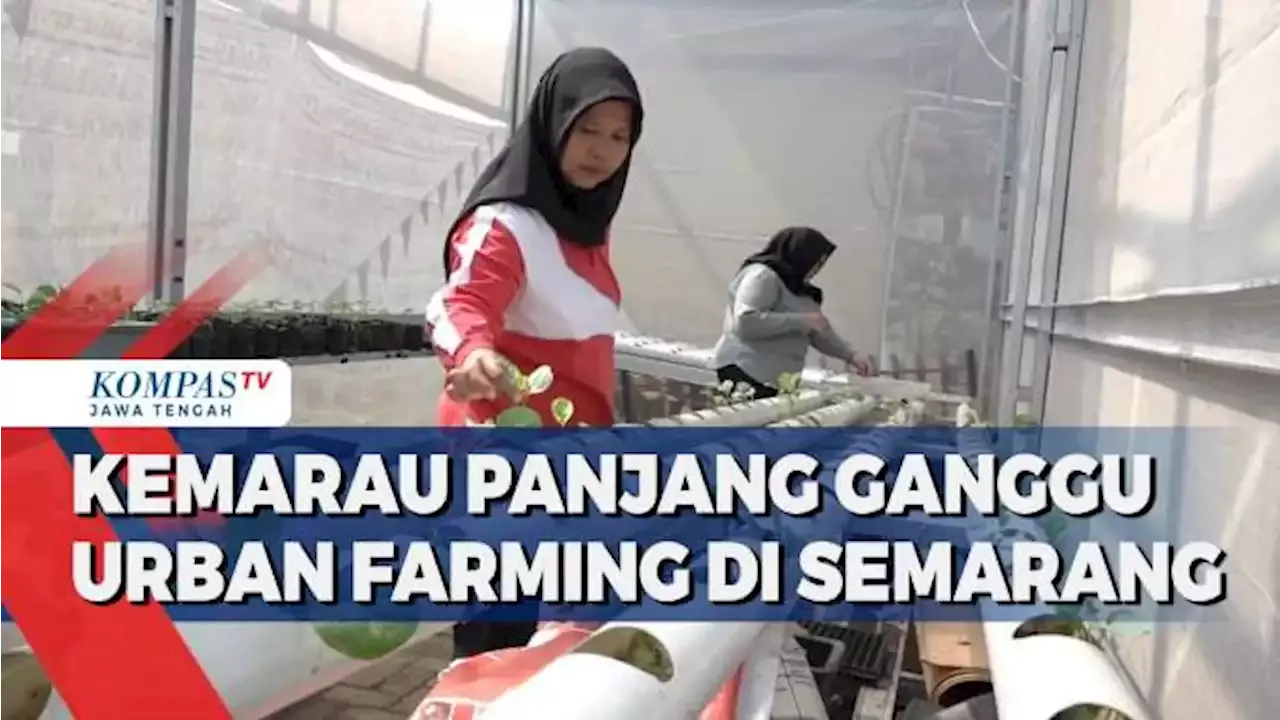 Kemarau Panjang Ganggu Urban Farming Di Kota Semarang | Indonesia