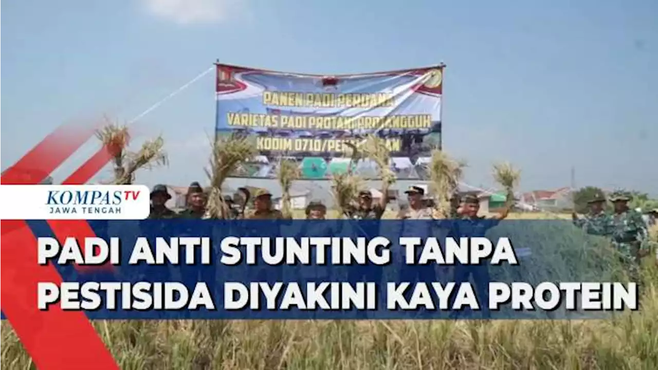 Padi Anti Stunting Tanpa Pestisida Diyakini Kaya Protein