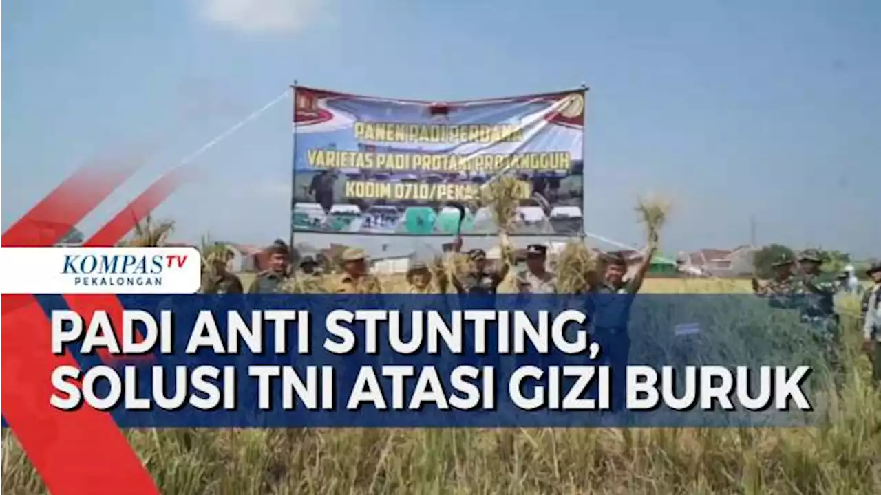 TNI Panen Padi Anti Stunting, Bantu Warga Kurang Gizi