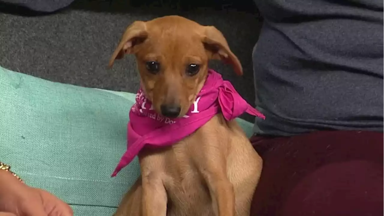 KPRC 2 Pet Project: Meet Cornelia, the pup who’s beautiful and sweet