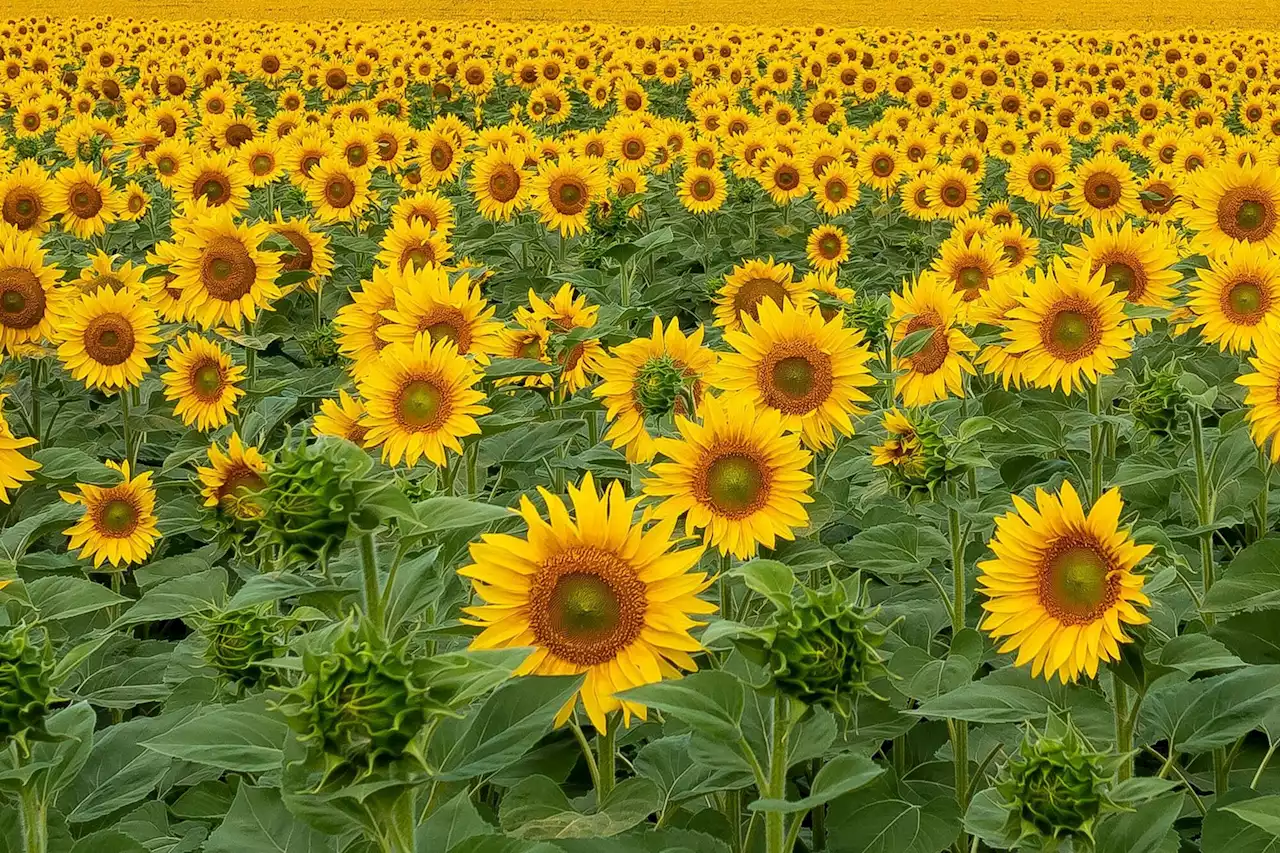 Las mejores estrategias para sembrar el girasol 2023/24