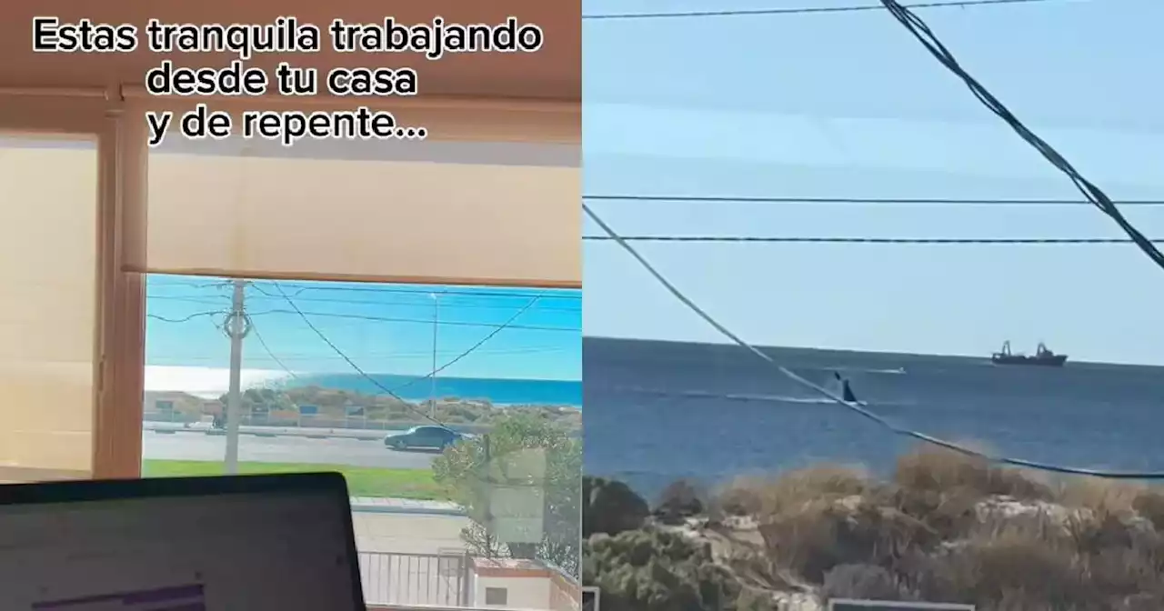 Captó un show de ballenas mientras hacía home office: la mejor vista del mundo | Viral