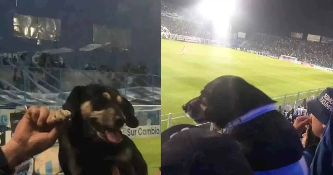 Conocé a “Porquería”, el perrito de Atlético Tucumán que no se pierde ningún partido y se volvió viral | Viral