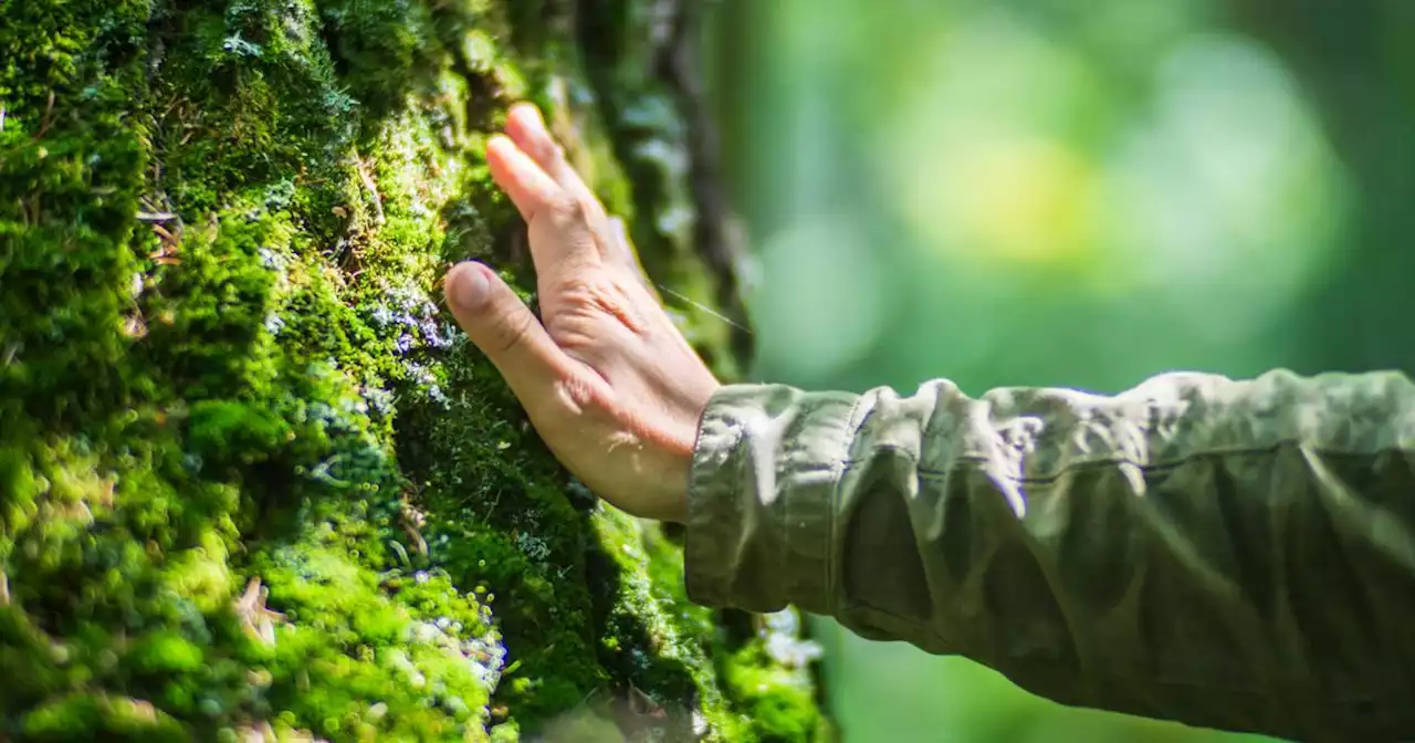 Macron veut que chaque collégien plante «son arbre»