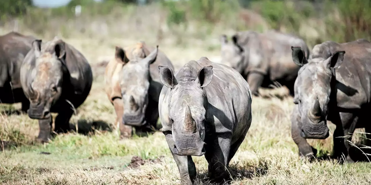 Afrique du Sud : le plus grand élevage mondial de rhinocéros sauvé par une ONG