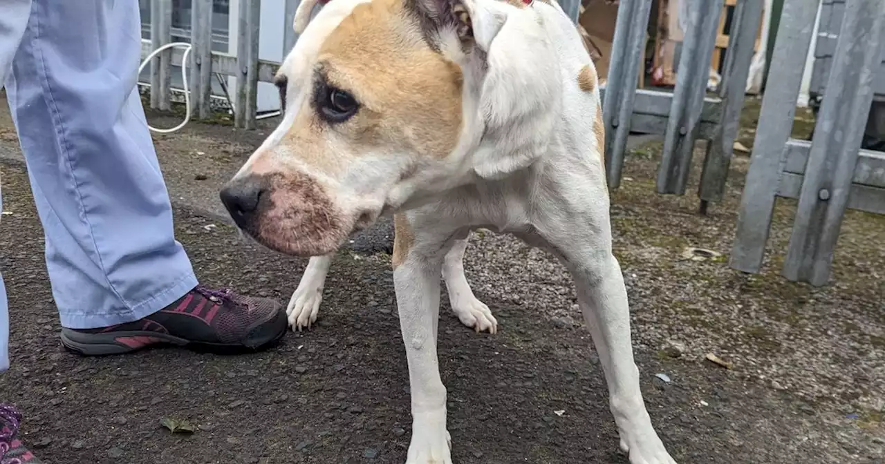 Desperate appeal after dog with 'grapefruit-sized tumour' abandoned in Rochdale