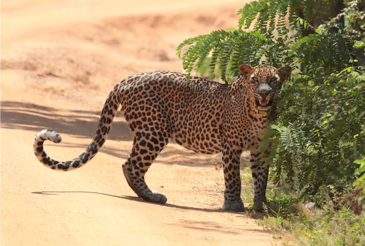 Ni raras ni comunes, las especies más abundantes tienen un número medio de ejemplares