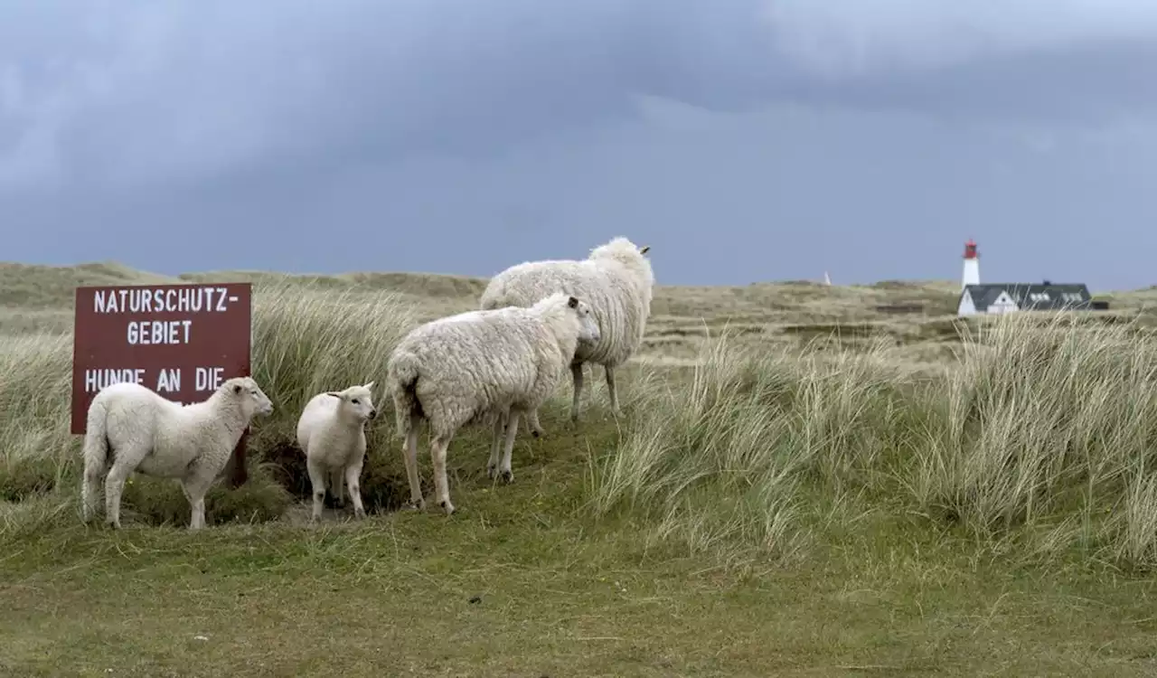 Tödliche Hunde-Attacken auf Sylt: Ort reagiert