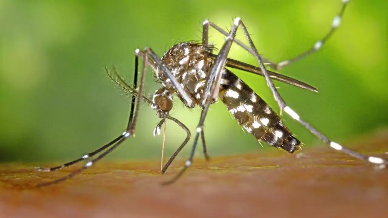 Dengue-Fieber in Italien: Was Urlauber jetzt wissen müssen