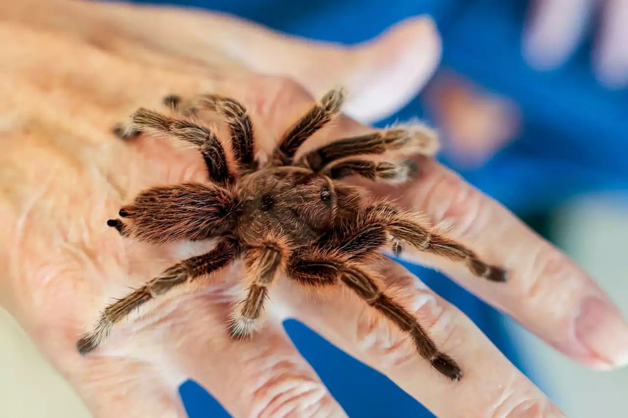 Exotische Tiere zu Besuch im Seniorenheim