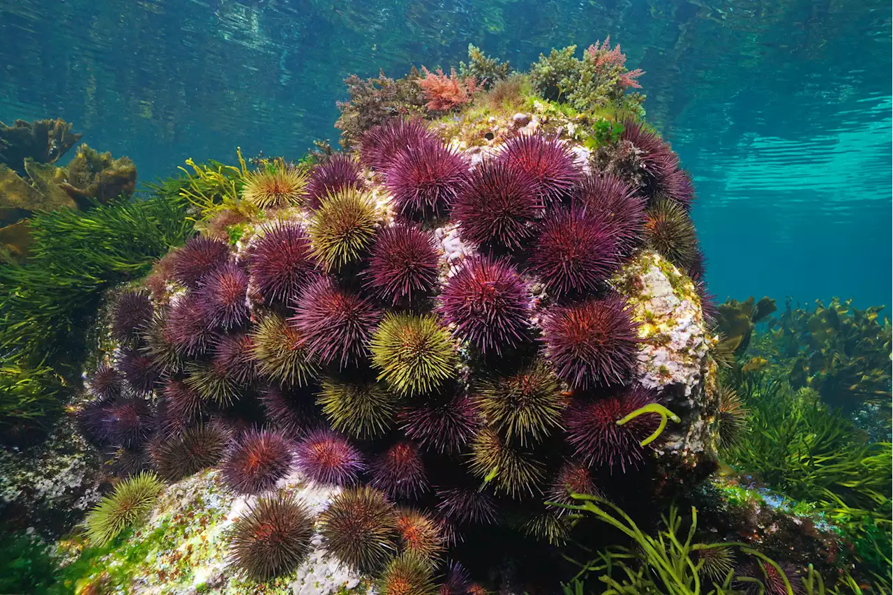 Scientists puzzled after thousands of sea urchins mysteriously wash up dead