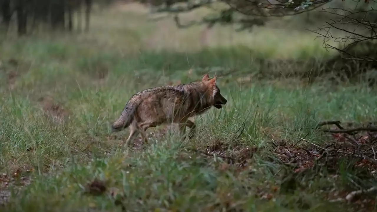 Brussel gaat kijken naar beschermde status wolf