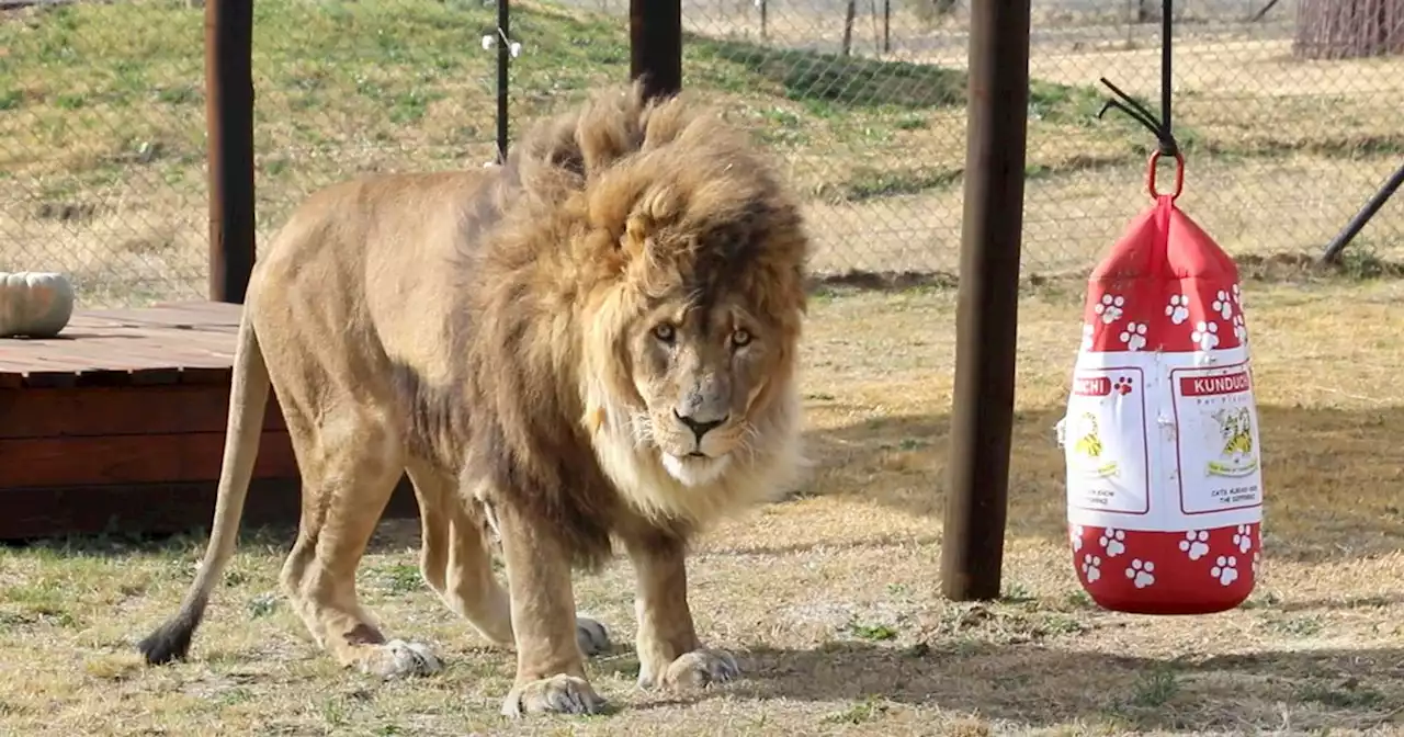 'World's loneliest lion' Ruben returns to natural habitat