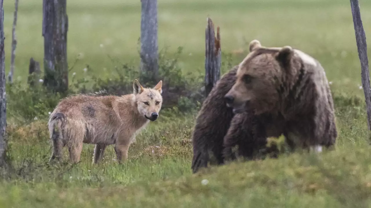 Neues Gehege für Bären und Wölfe im Tierpark Haag