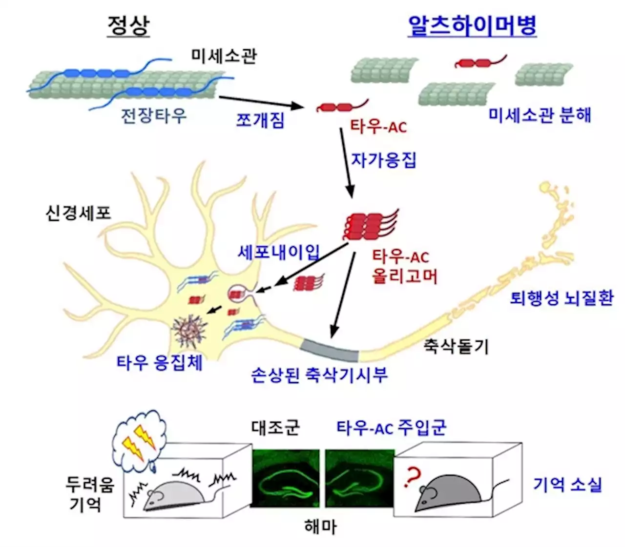 새 치매 치료제 길 열리나... 국내 연구진, 치매 발병 기전 규명