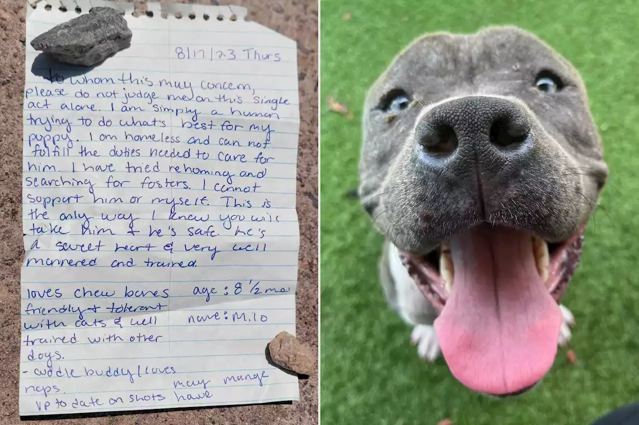 Shelter Writes Touching Letter to Owner Who Left Dog at Rescue with Note Explaining Choice