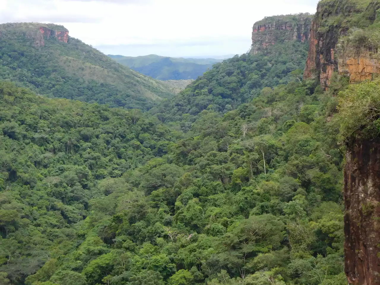 Extreme El Niño weather saw South America's forest carbon sink switch off