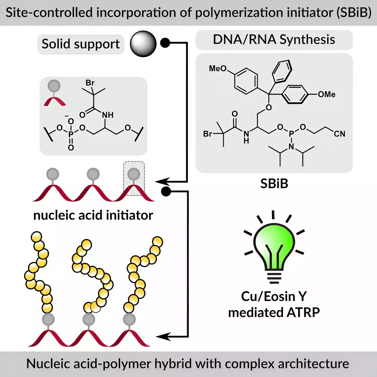 Researchers develop a new reagent and method to create DNA and RNA polymer biohybrids