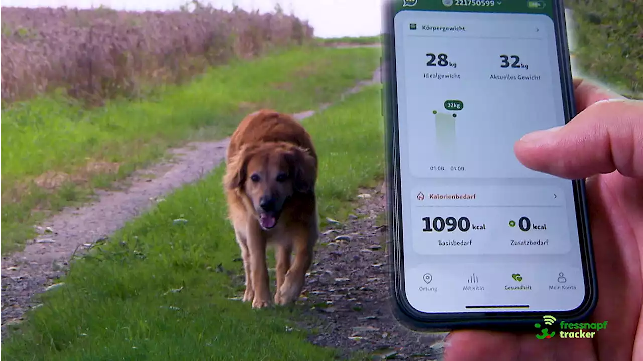 GPS-Tracker für Hunde im Test: Was taugen die Geräte von Fressnapf, Weenect und Tractive?