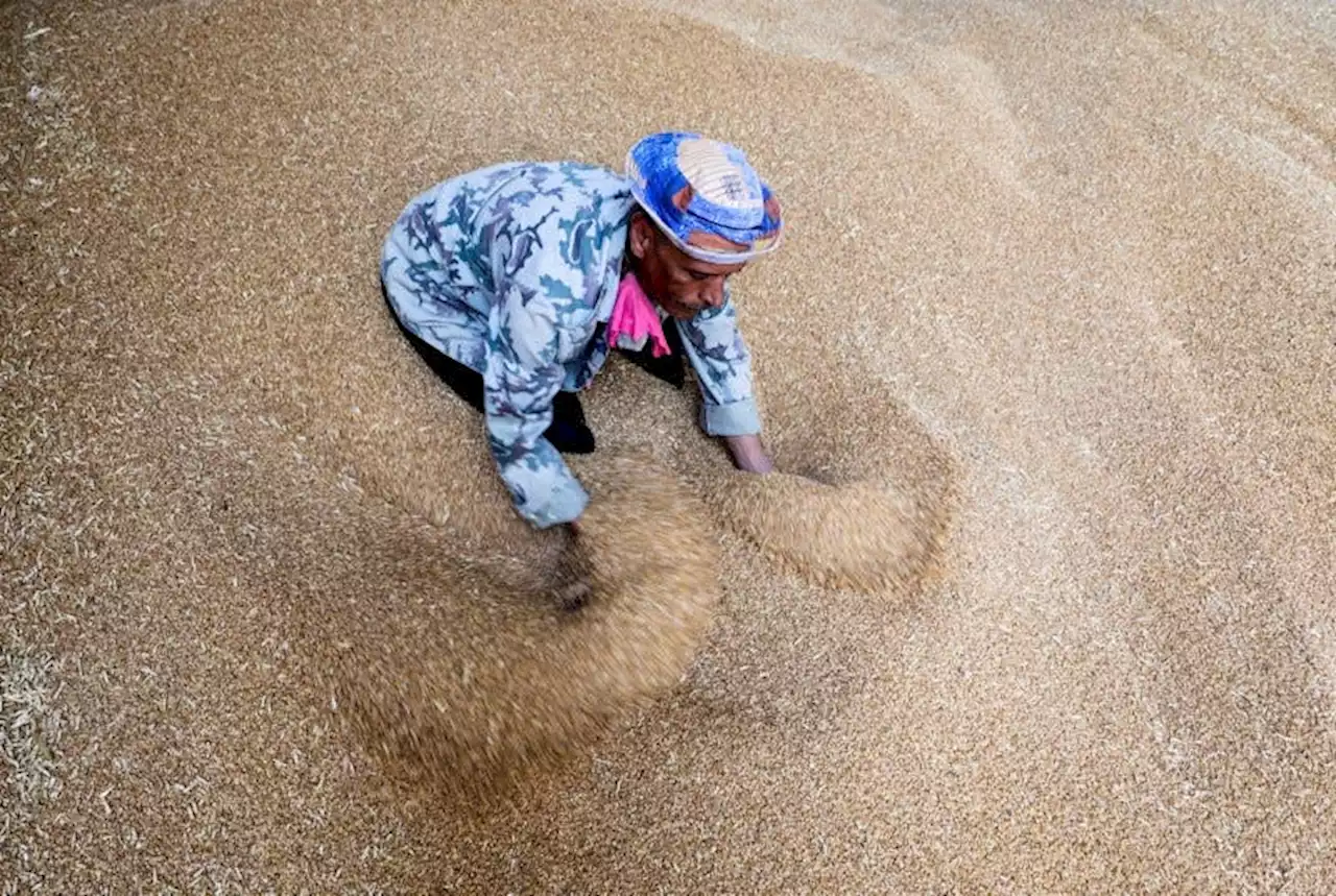 Exclusive-Egypt buys nearly half a million tons of Russian wheat in private deal