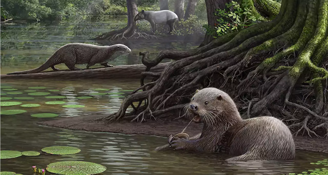 Ancient giant otter unearthed in China