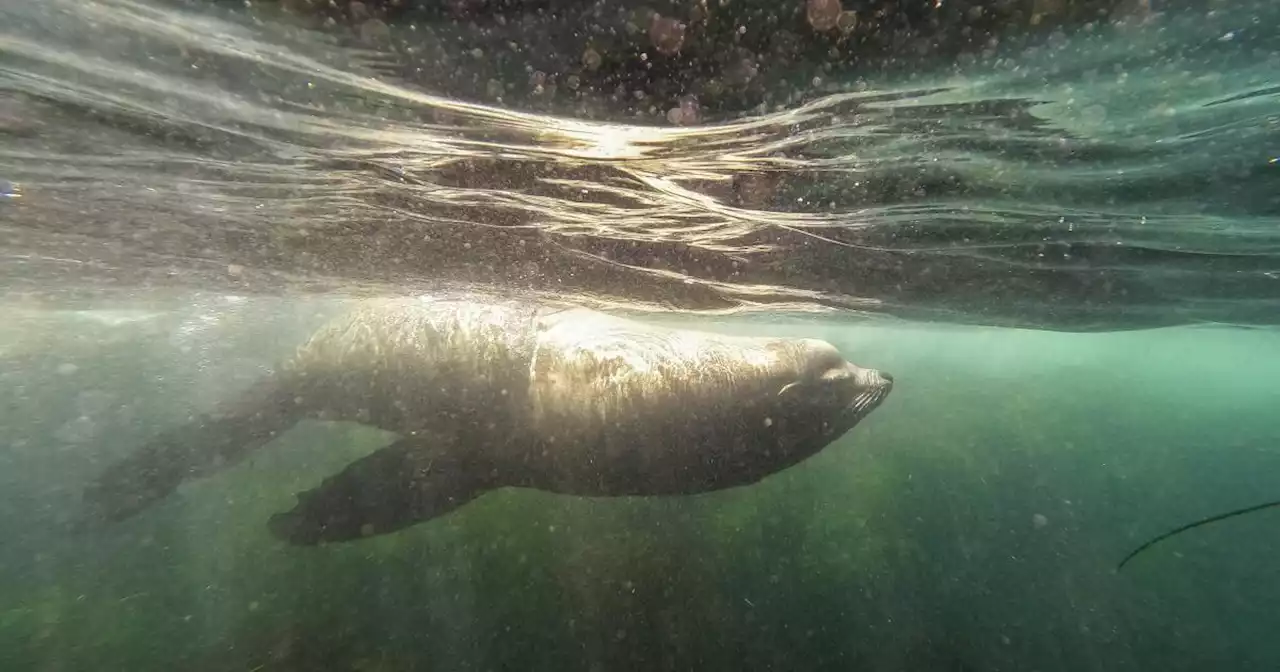 For subscribers: San Diego's marine preserves limit fishing to protect sea life. Could boundary changes be coming?