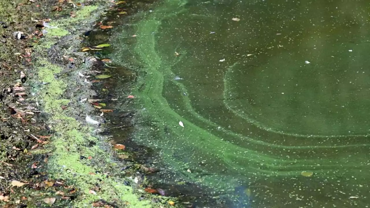 Blaualgen in drei Seen in Niedersachsen und Bremen