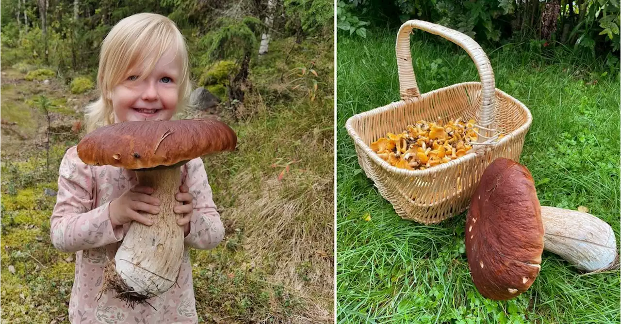 Elvira, 2 år, hittade jättesvamp i Haparanda: ”Jag har starka muskler”