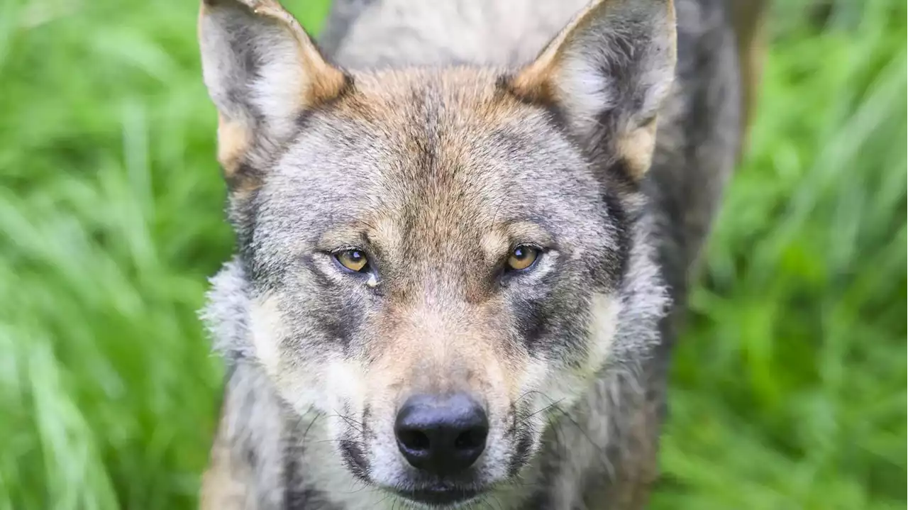 Auch Vogel will Wolf an den Pelz: Brandenburgs Umweltminister begrüßt Initiative für leichteren Abschuss von Wölfen