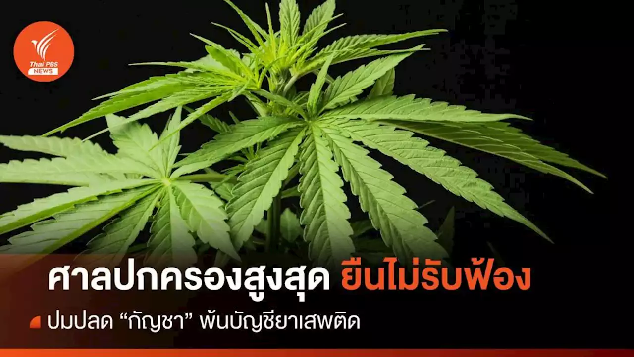 ศาลปกครองสูงสุดยืนไม่รับฟ้องคดีปลด 'กัญชา' พ้นยาเสพติด