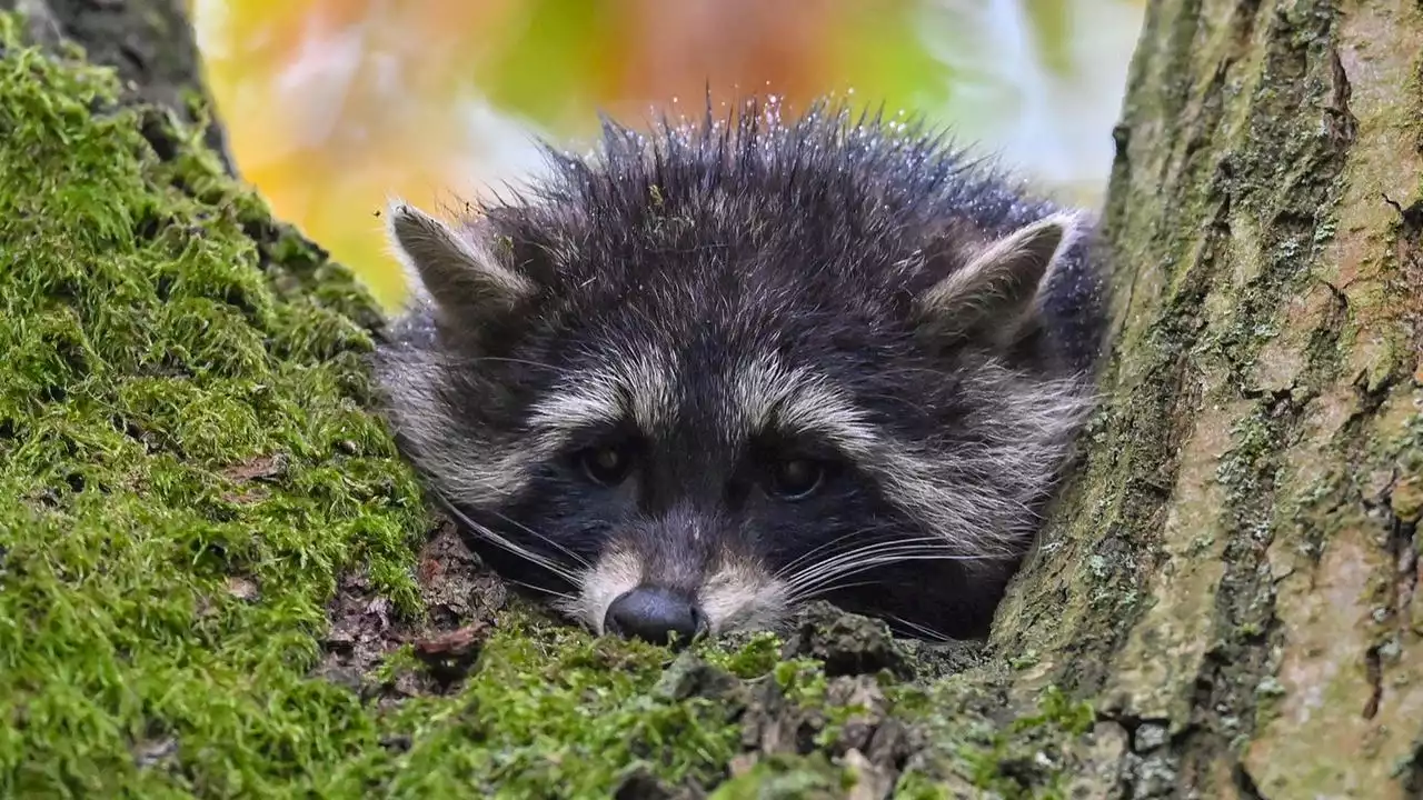 Biodiversitätsrat: Milliardenschäden durch invasive Arten