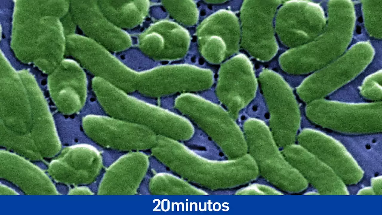 EE UU alerta de la presencia de la mortífera bacteria 'come carne' en aguas del Atlántico y el Golfo de México