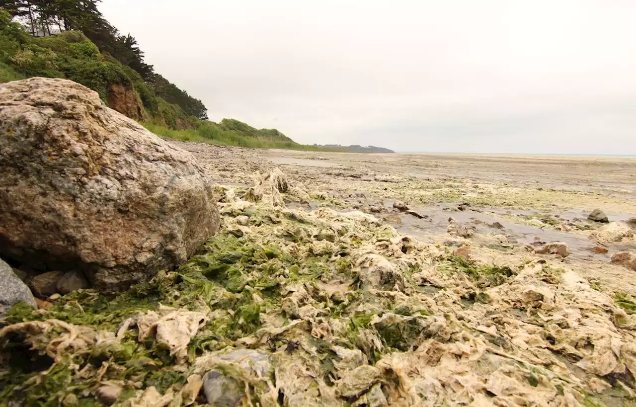 En Bretagne, une plage en alerte au gaz en raison des algues vertes