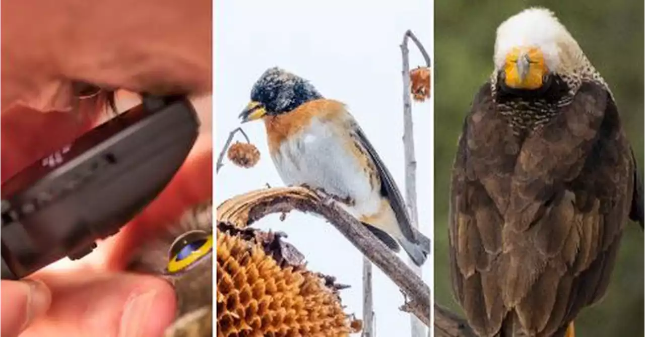 Bird photographer of the year 2023 winners crowned