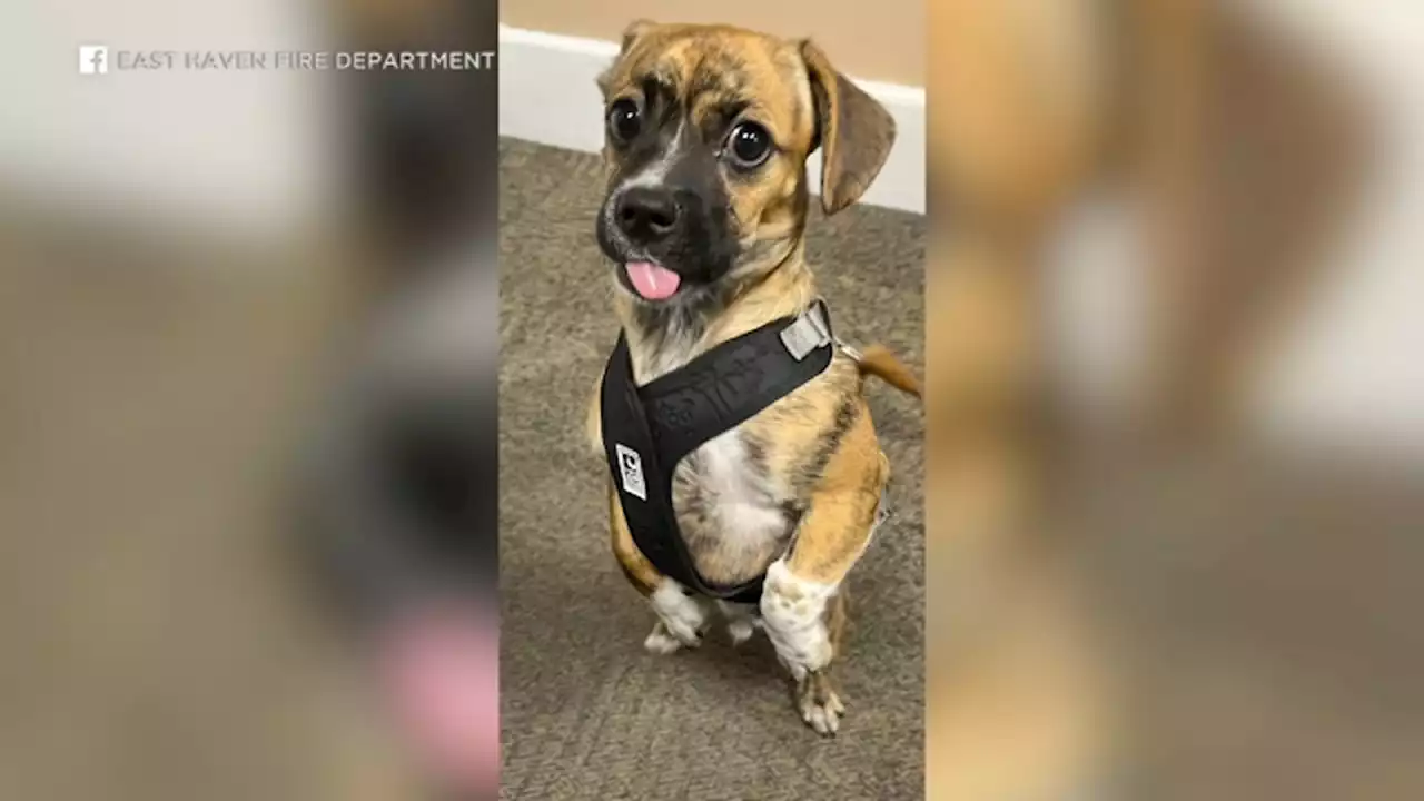 Fire department adopts puppy rescued from hot car and makes him official station support dog