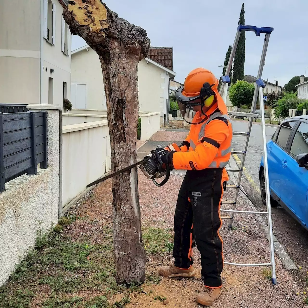 Originaire d'Asie, cet insecte, peu connu en France, dévore les arbres en Gironde